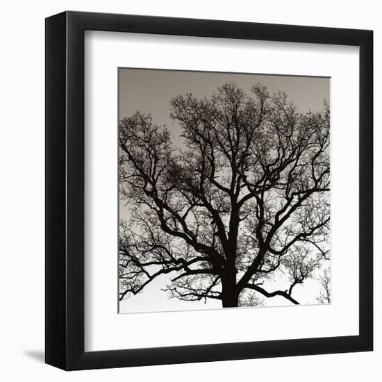 Early Winter Tree-Erin Clark-Framed Giclee Print