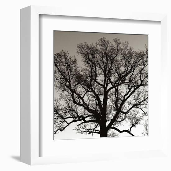 Early Winter Tree-Erin Clark-Framed Giclee Print