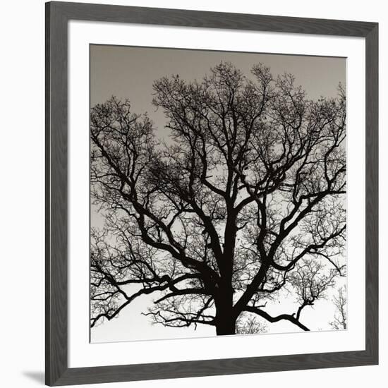 Early Winter Tree-Erin Clark-Framed Giclee Print