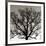 Early Winter Tree-Erin Clark-Framed Giclee Print