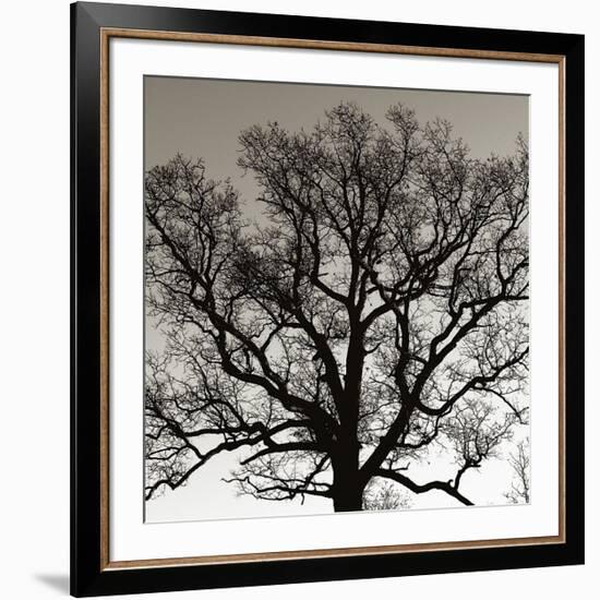 Early Winter Tree-Erin Clark-Framed Giclee Print