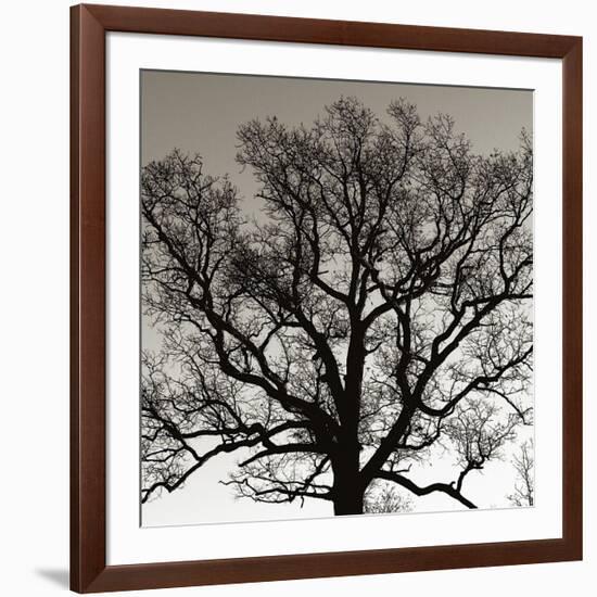 Early Winter Tree-Erin Clark-Framed Giclee Print