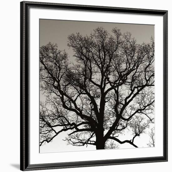 Early Winter Tree-Erin Clark-Framed Giclee Print