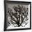 Early Winter Tree-Erin Clark-Framed Giclee Print