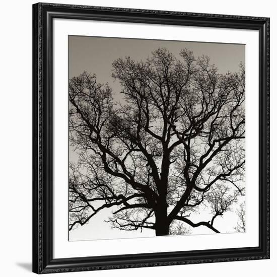 Early Winter Tree-Erin Clark-Framed Giclee Print