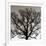 Early Winter Tree-Erin Clark-Framed Giclee Print