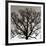 Early Winter Tree-Erin Clark-Framed Giclee Print