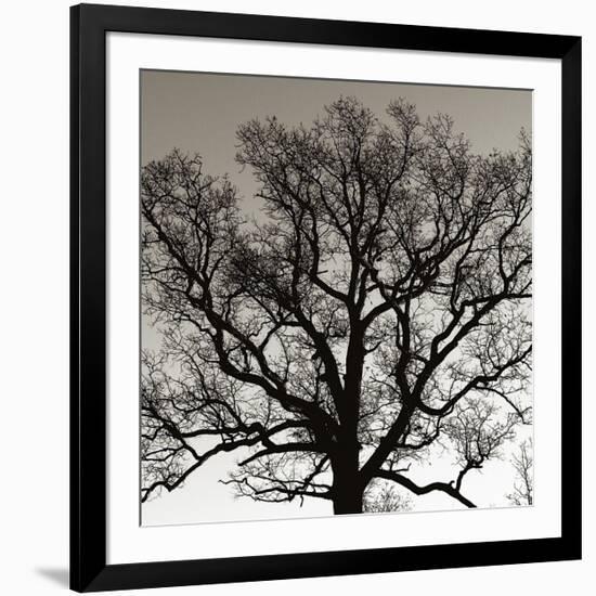 Early Winter Tree-Erin Clark-Framed Giclee Print