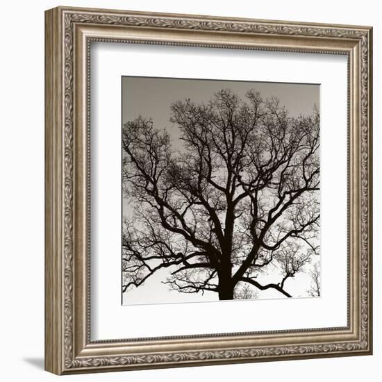 Early Winter Tree-Erin Clark-Framed Art Print