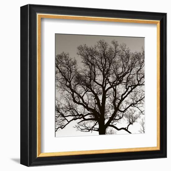 Early Winter Tree-Erin Clark-Framed Art Print