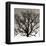 Early Winter Tree-Erin Clark-Framed Art Print