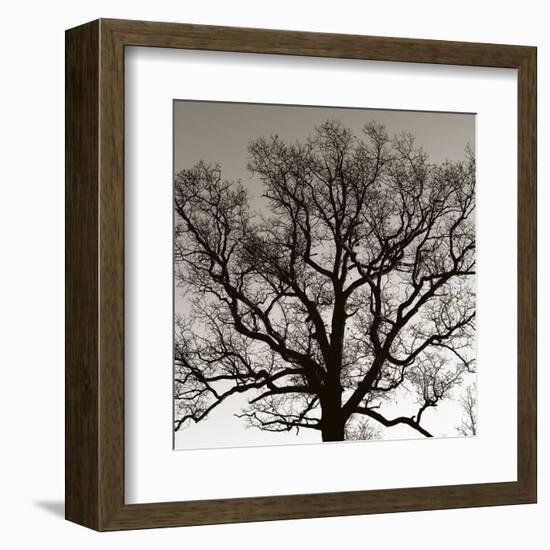 Early Winter Tree-Erin Clark-Framed Art Print