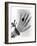 Early X-ray Photograph of a Hand Taken In 1896-Science Photo Library-Framed Photographic Print