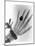 Early X-ray Photograph of a Hand Taken In 1896-Science Photo Library-Mounted Photographic Print