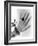 Early X-ray Photograph of a Hand Taken In 1896-Science Photo Library-Framed Photographic Print