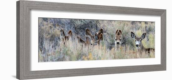 Ears. Mule Deer Does Hide in Tall Sage Brush in the High Desert-Richard Wright-Framed Photographic Print