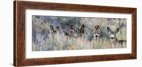 Ears. Mule Deer Does Hide in Tall Sage Brush in the High Desert-Richard Wright-Framed Photographic Print