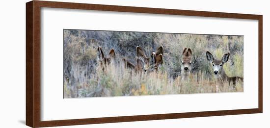 Ears. Mule Deer Does Hide in Tall Sage Brush in the High Desert-Richard Wright-Framed Photographic Print