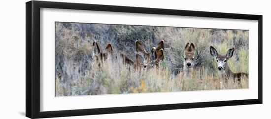 Ears. Mule Deer Does Hide in Tall Sage Brush in the High Desert-Richard Wright-Framed Photographic Print