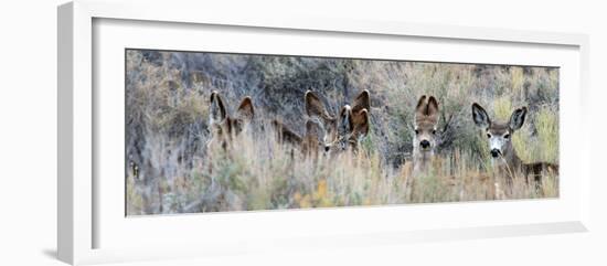 Ears. Mule Deer Does Hide in Tall Sage Brush in the High Desert-Richard Wright-Framed Photographic Print