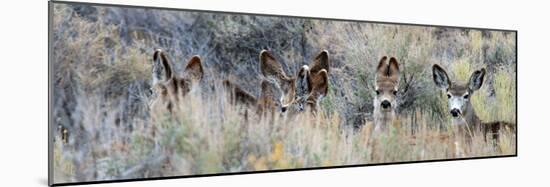 Ears. Mule Deer Does Hide in Tall Sage Brush in the High Desert-Richard Wright-Mounted Photographic Print