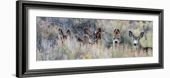 Ears. Mule Deer Does Hide in Tall Sage Brush in the High Desert-Richard Wright-Framed Photographic Print