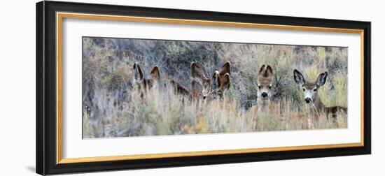 Ears. Mule Deer Does Hide in Tall Sage Brush in the High Desert-Richard Wright-Framed Photographic Print