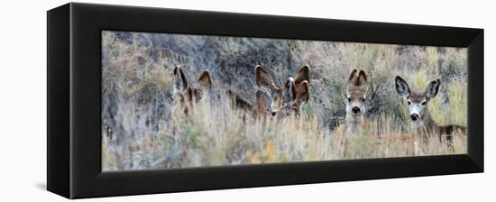 Ears. Mule Deer Does Hide in Tall Sage Brush in the High Desert-Richard Wright-Framed Premier Image Canvas