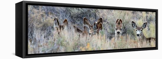 Ears. Mule Deer Does Hide in Tall Sage Brush in the High Desert-Richard Wright-Framed Premier Image Canvas