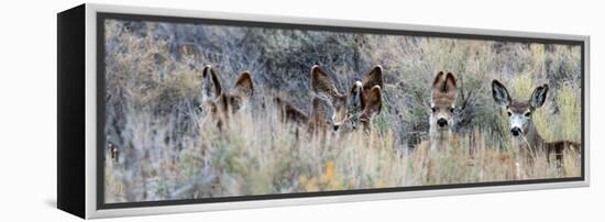 Ears. Mule Deer Does Hide in Tall Sage Brush in the High Desert-Richard Wright-Framed Premier Image Canvas