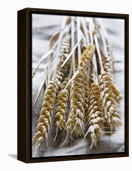 Ears of Rye on a Linen Cloth-Susanne Casper-zielonka-Framed Premier Image Canvas