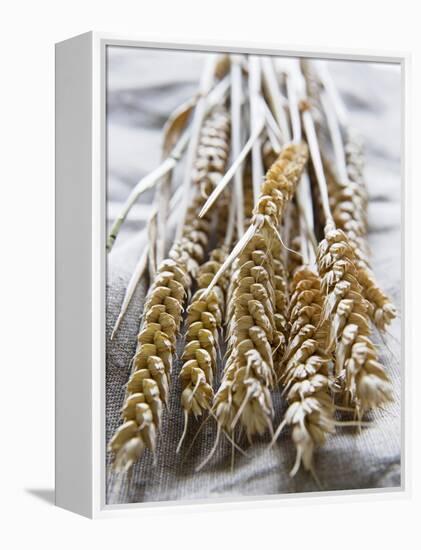 Ears of Rye on a Linen Cloth-Susanne Casper-zielonka-Framed Premier Image Canvas