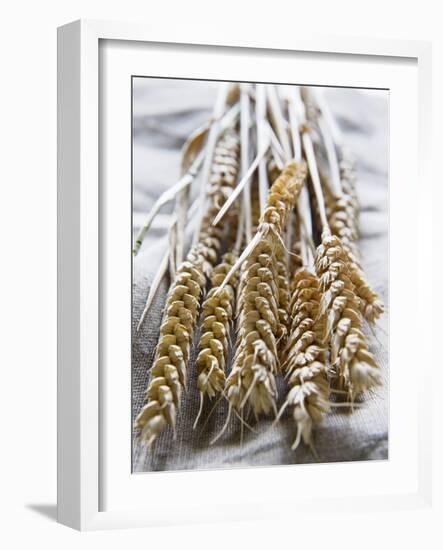 Ears of Rye on a Linen Cloth-Susanne Casper-zielonka-Framed Photographic Print