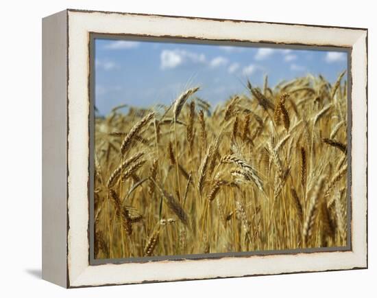 Ears of Wheat in Field-Monika Halmos-Framed Premier Image Canvas