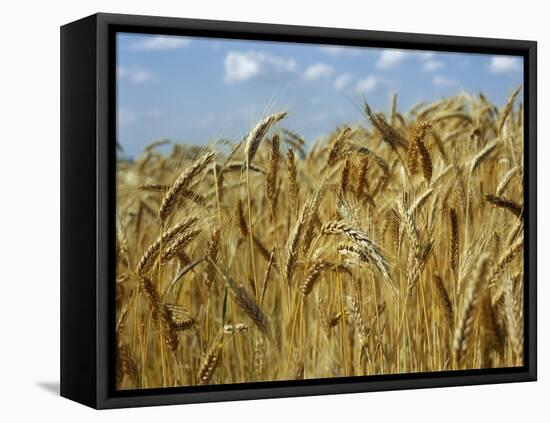 Ears of Wheat in Field-Monika Halmos-Framed Premier Image Canvas