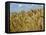 Ears of Wheat in Field-Monika Halmos-Framed Premier Image Canvas