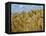 Ears of Wheat in Field-Monika Halmos-Framed Premier Image Canvas