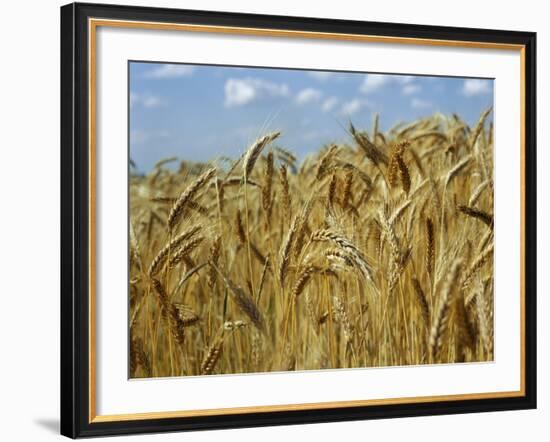 Ears of Wheat in Field-Monika Halmos-Framed Photographic Print