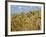 Ears of Wheat in Field-Monika Halmos-Framed Photographic Print