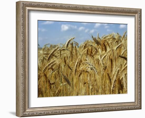 Ears of Wheat in Field-Monika Halmos-Framed Photographic Print