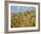 Ears of Wheat in Field-Monika Halmos-Framed Photographic Print