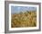 Ears of Wheat in Field-Monika Halmos-Framed Photographic Print