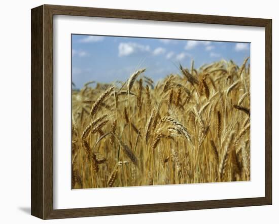 Ears of Wheat in Field-Monika Halmos-Framed Photographic Print