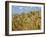 Ears of Wheat in Field-Monika Halmos-Framed Photographic Print