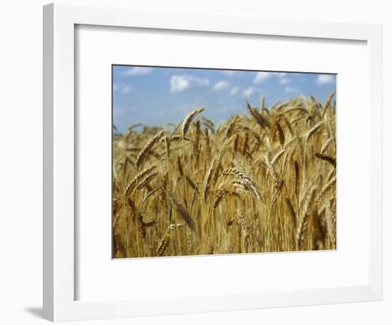 Ears of Wheat in Field-Monika Halmos-Framed Photographic Print