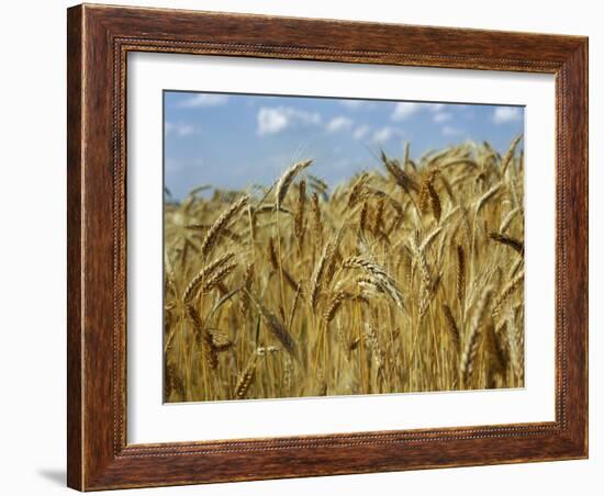 Ears of Wheat in Field-Monika Halmos-Framed Photographic Print