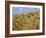 Ears of Wheat in Field-Monika Halmos-Framed Photographic Print