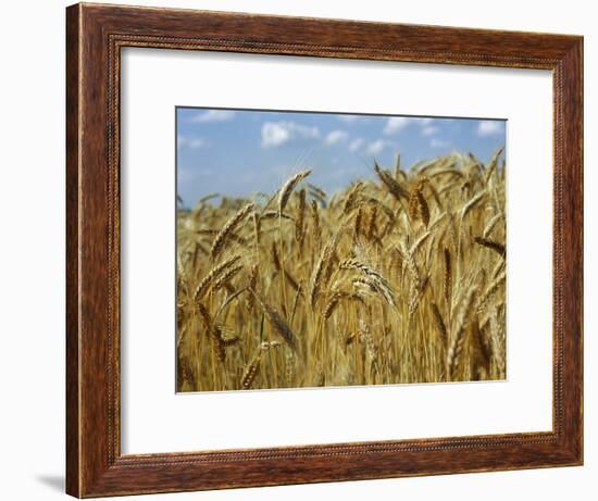 Ears of Wheat in Field-Monika Halmos-Framed Photographic Print