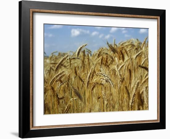 Ears of Wheat in Field-Monika Halmos-Framed Photographic Print