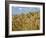 Ears of Wheat in Field-Monika Halmos-Framed Photographic Print